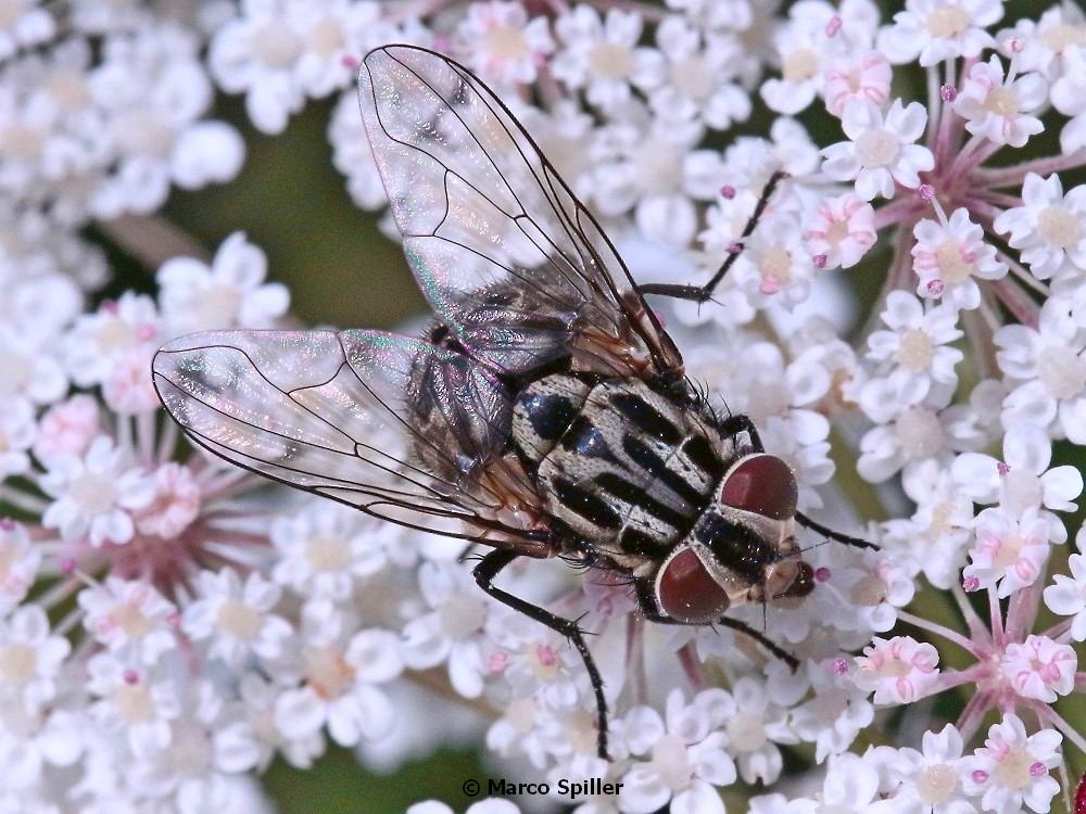 Muscidae: Graphomya maculata, femmina